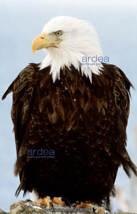  : BALD EAGLE - close-up portrait