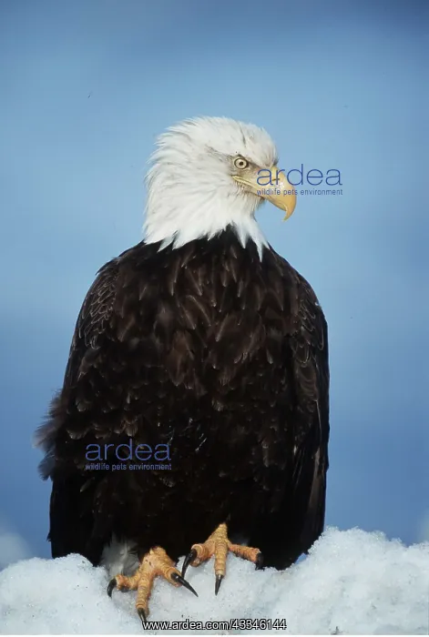: BALD EAGLE - close-up on snow : BALD EAGLE - close-up on snow