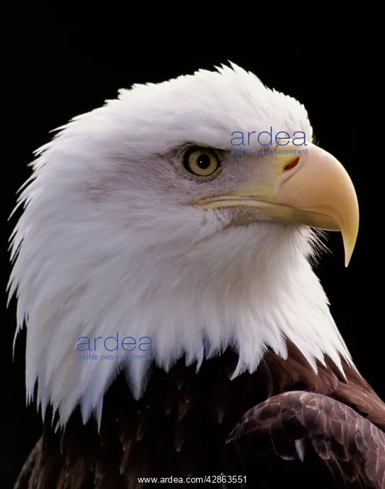 : Bald Eagle - Close-up of turning head : Bald Eagle - Close-up of turning head