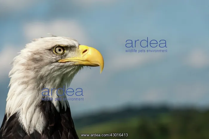: Bald Eagle (controlled conditions) : Bald Eagle (controlled conditions)