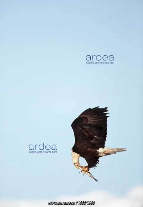 : BALD EAGLE - eating fish in flight : BALD EAGLE - eating fish in flight