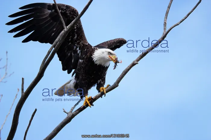 : Bald Eagle Feeds in Tree : Bald Eagle Feeds in Tree