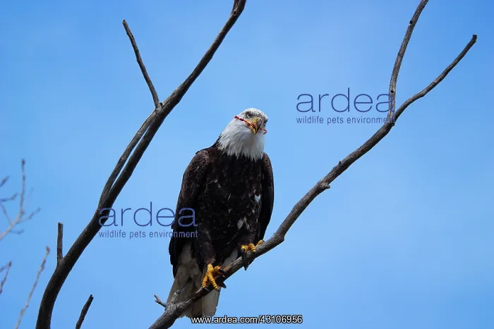 : Bald Eagle Feeds in Tree : Bald Eagle Feeds in Tree