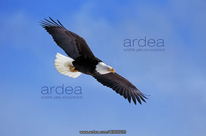 : Bald Eagle - In flight : Bald Eagle - In flight
