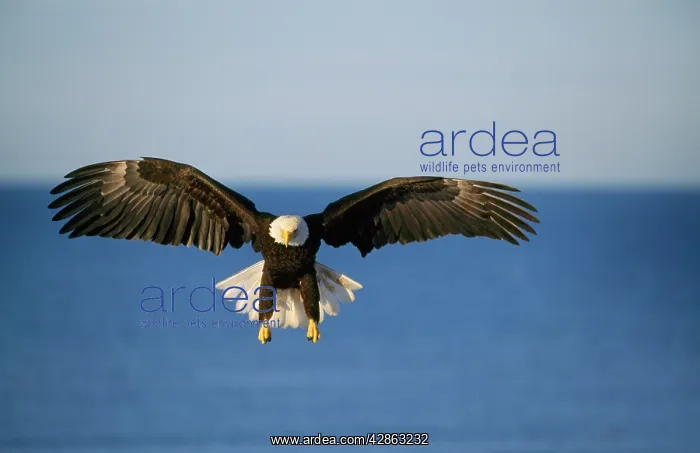 : Bald EAGLE in flight : Bald EAGLE in flight
