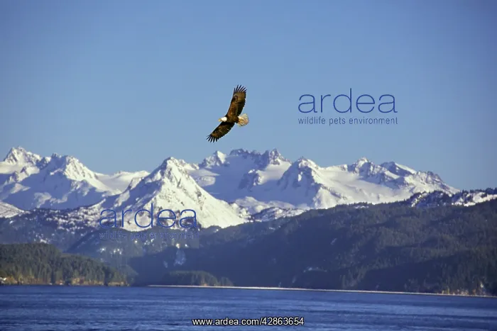 : Bald Eagle In flight : Bald Eagle In flight