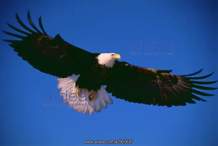 : Bald EAGLE - in flight : Bald EAGLE - in flight