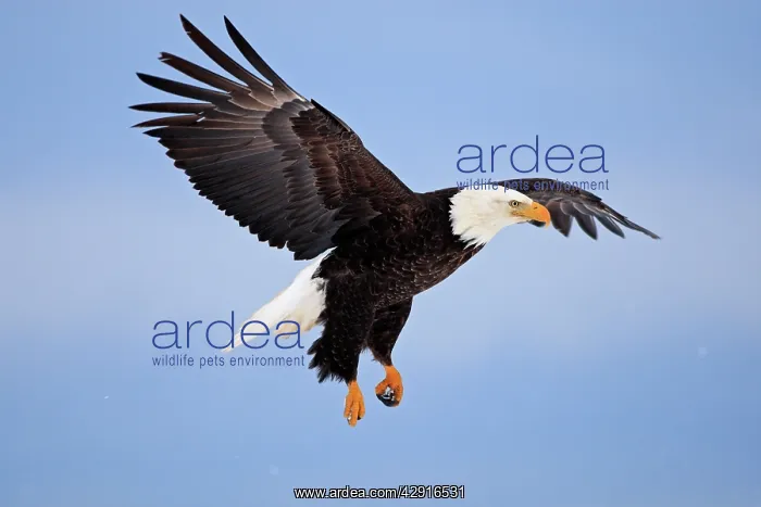 : Bald Eagle - in flight : Bald Eagle - in flight
