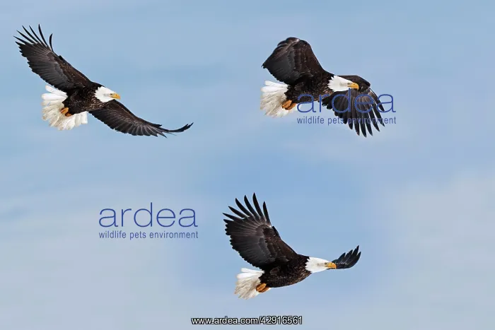 : Bald Eagle - three in flight : Bald Eagle - three in flight