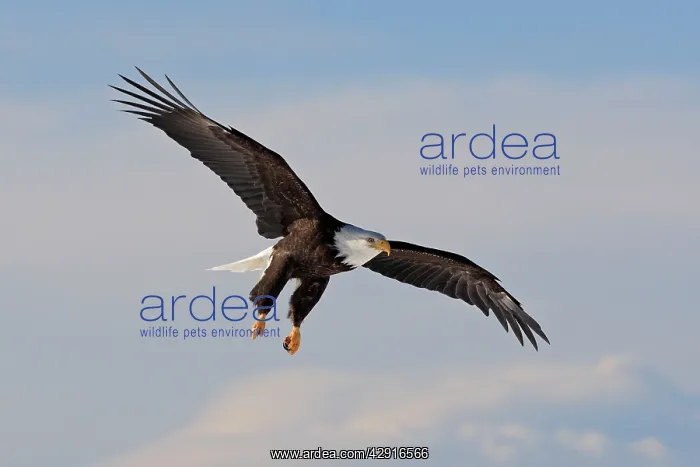 : Bald Eagle - in flight : Bald Eagle - in flight