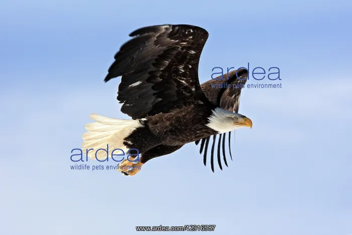 : Bald Eagle - in flight : Bald Eagle - in flight