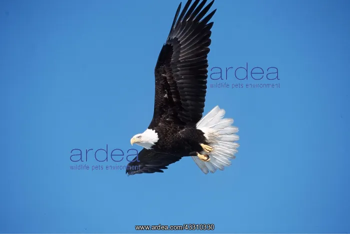 : BALD EAGLE - in flight : BALD EAGLE - in flight