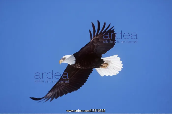 : BALD EAGLE - in flight : BALD EAGLE - in flight