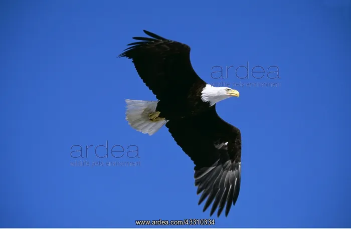 : BALD EAGLE - in flight from below : BALD EAGLE - in flight from below