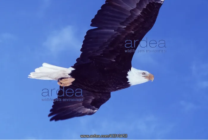 : BALD EAGLE - in flight from below : BALD EAGLE - in flight from below