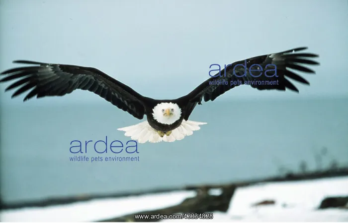 : BALD EAGLE - in flight : BALD EAGLE - in flight