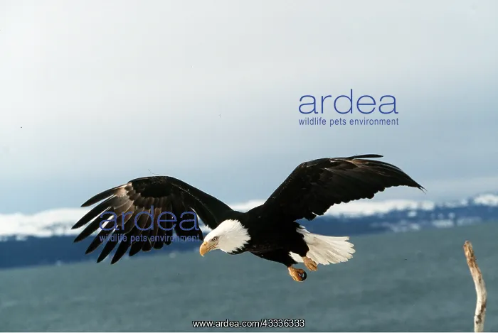 : BALD EAGLE - in flight : BALD EAGLE - in flight