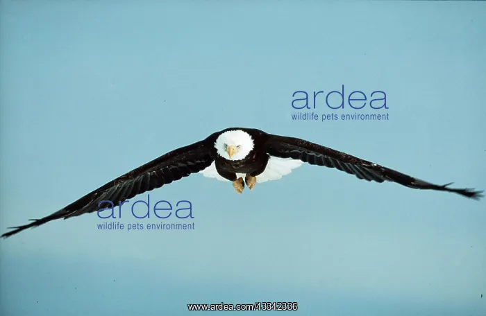 : BALD EAGLE - in flight : BALD EAGLE - in flight