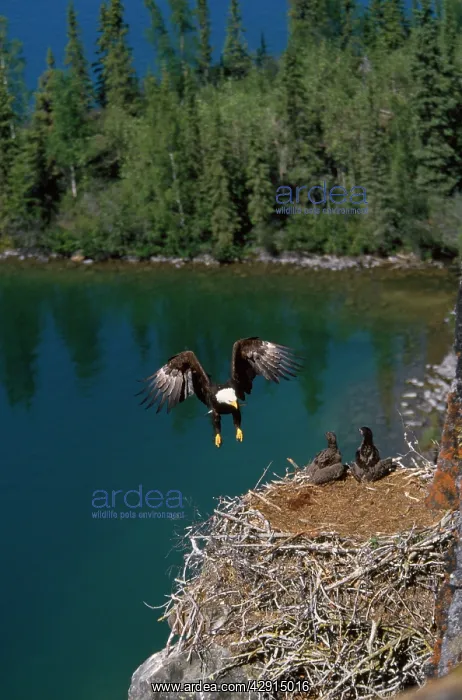 : Bald Eagle - in flight - arriving at nest - with young : Bald Eagle - in flight - arriving at nest - with young