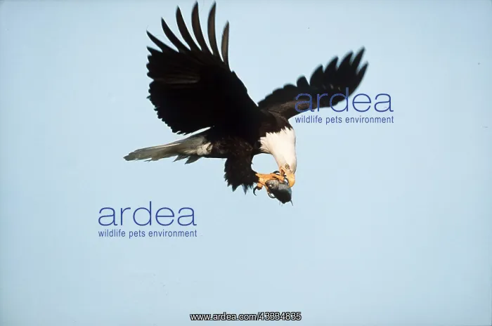 : Bald Eagle - in flight, carrying fish : Bald Eagle - in flight, carrying fish