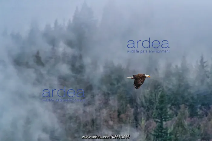 : Bald eagle in flight in Cascade mountains, Washington State : Bald eagle in flight in Cascade mountains, Washington State