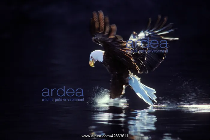 : Bald Eagle In flight, catching fish : Bald Eagle In flight, catching fish