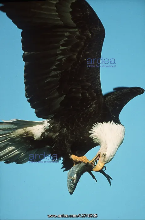 : BALD EAGLE - in flight eating fish : BALD EAGLE - in flight eating fish