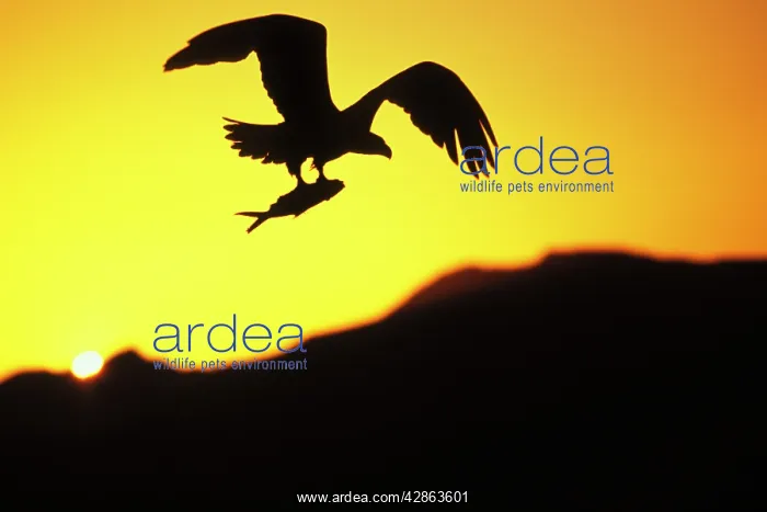 : Bald Eagle In flight, with fish : Bald Eagle In flight, with fish