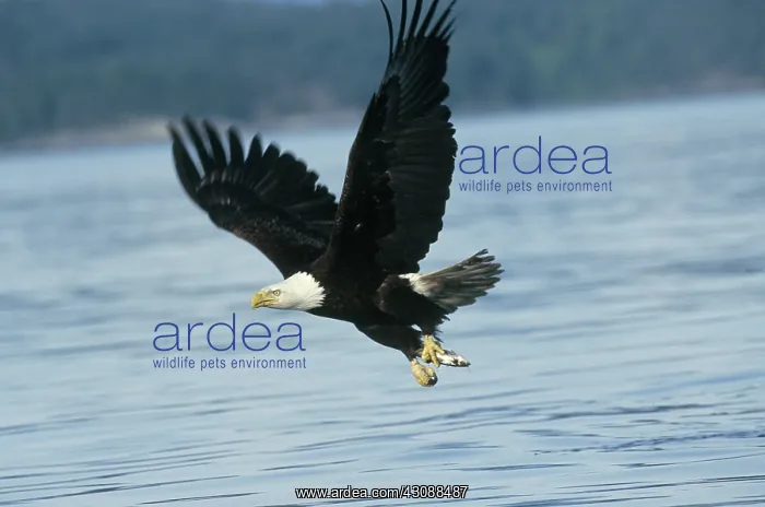 : Bald Eagle in flight with freshly caught fish : Bald Eagle in flight with freshly caught fish
