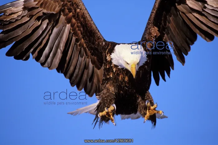 : Bald Eagle - In flight, preparing to land : Bald Eagle - In flight, preparing to land