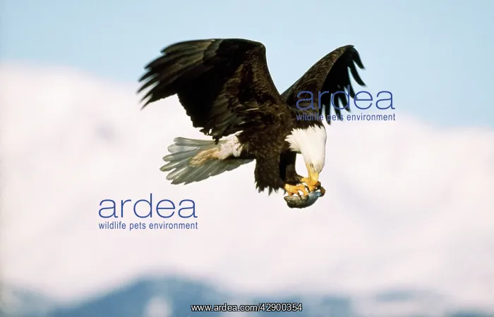 : Bald Eagle - in flight with prey in claws : Bald Eagle - in flight with prey in claws