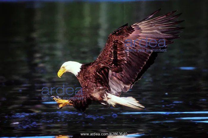 : Bald Eagle - In flight, about to snatch fish from the water : Bald Eagle - In flight, about to snatch fish from the water