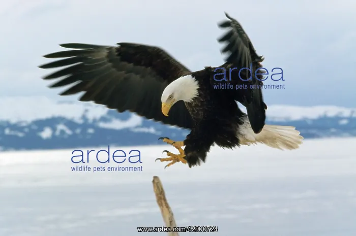 : BALD EAGLE - in flight above snow : BALD EAGLE - in flight above snow
