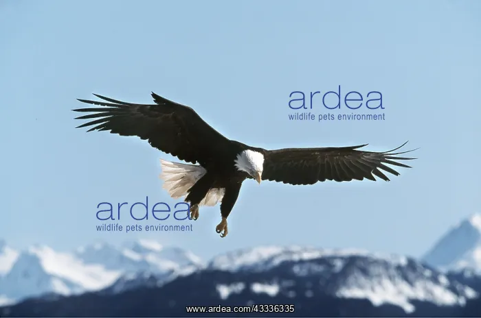 : BALD EAGLE - in flight with snow covered mountains : BALD EAGLE - in flight with snow covered mountains