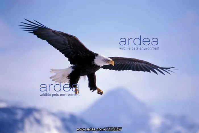 : Bald Eagle - In flight, soaring : Bald Eagle - In flight, soaring