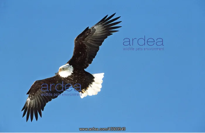 : BALD EAGLE - in flight, soaring : BALD EAGLE - in flight, soaring