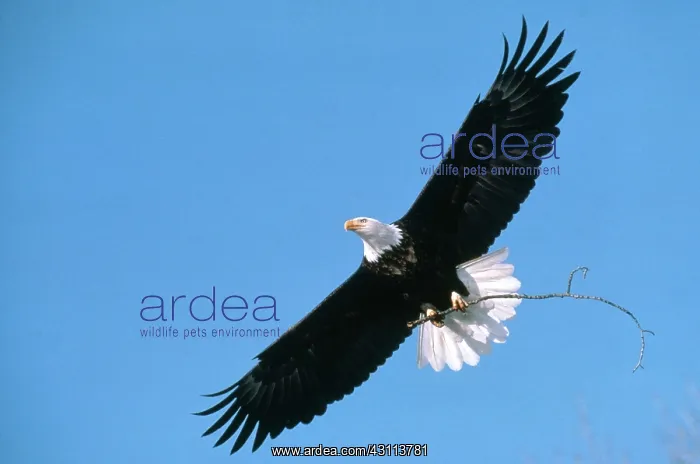  : Bald Eagle in Flight with Stick