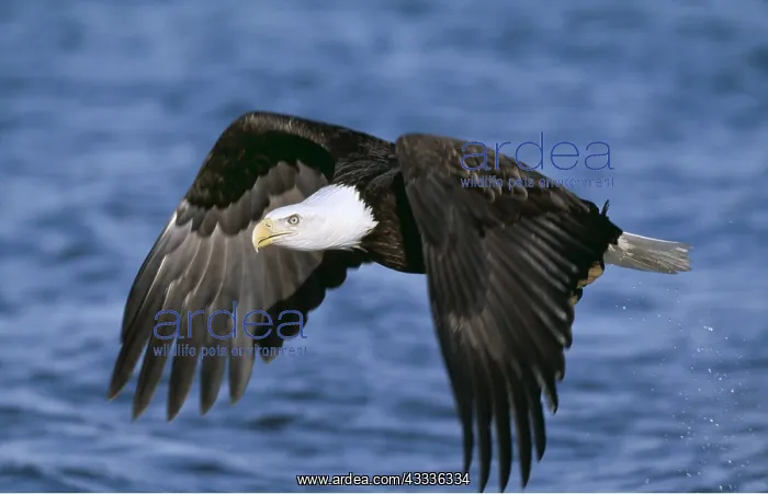  : BALD EAGLE - in flight over water