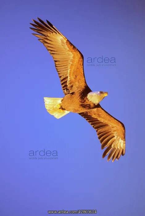 : Bald Eagle - In flight, wings are picking up color : Bald Eagle - In flight, wings are picking up color