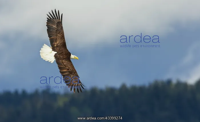 : Bald eagle flyby, in search of a meal, Washington : Bald eagle flyby, in search of a meal, Washington