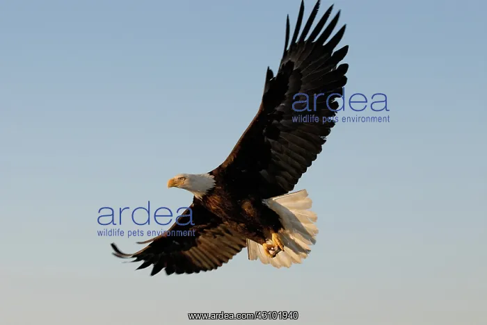  : Bald Eagle flying with fish in its talons