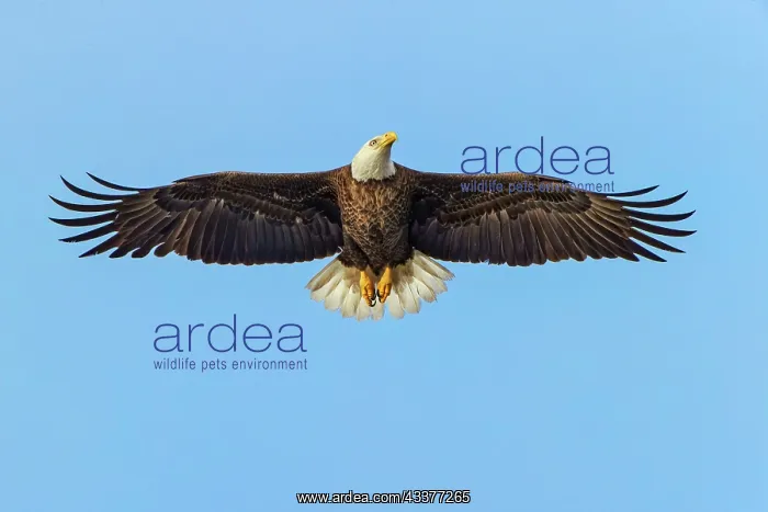 : Bald eagle flying, Florida : Bald eagle flying, Florida