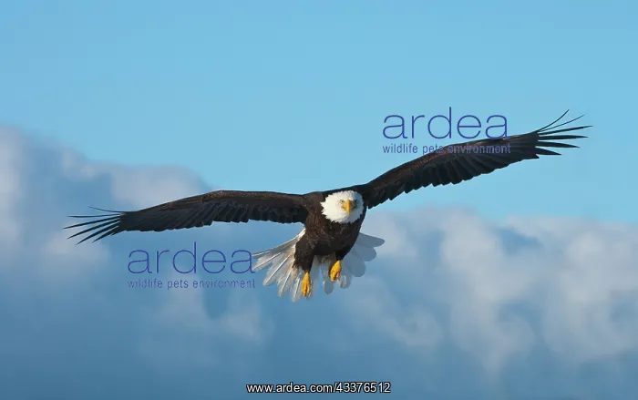 : Bald Eagle flying, Homer, Alaska, USA : Bald Eagle flying, Homer, Alaska, USA