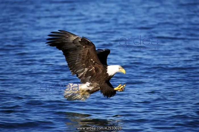 : Bald Eagle - flying low over water about to catch a fish : Bald Eagle - flying low over water about to catch a fish