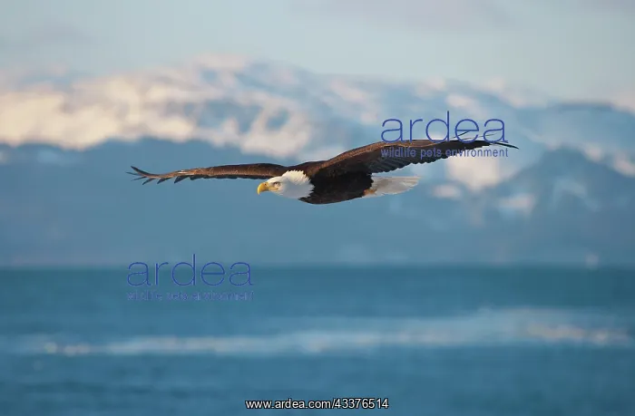 : Bald Eagle flying over the ocean, snow mountain : Bald Eagle flying over the ocean, snow mountain