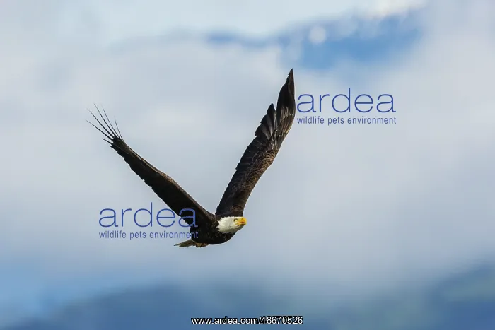 : Bald eagle flying, passing in front the Olympic Mountains : Bald eagle flying, passing in front the Olympic Mountains