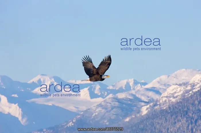 : Bald Eagle flying over snow mountain, Haines, Alaska, USA : Bald Eagle flying over snow mountain, Haines, Alaska, USA