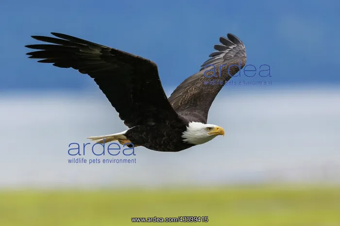  : Bald eagle with a freshly caught meal, Washington