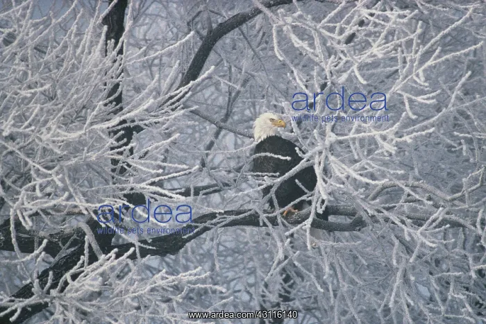  : Bald Eagle in frost-covered tree