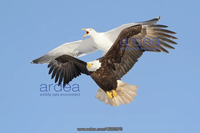 : Bald Eagle and Greater Black-backed Gull : Bald Eagle and Greater Black-backed Gull